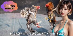 Đá Gà Cựa Sắt – Cuộc Đấu Tốc Độ Nghẹt Thở Được Yêu Thích Tại VUA99