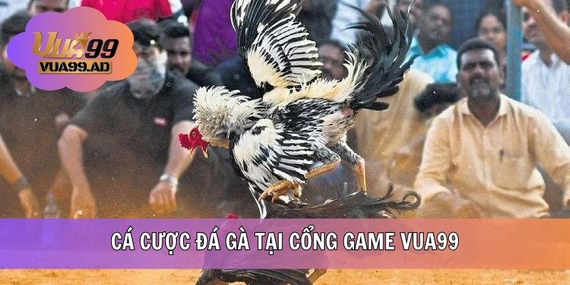 Cá cược nhiều hình thức chọi tại nhà cái