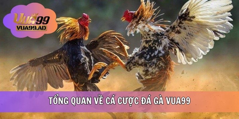 Sơ lược sân chơi đá gà tại VUA99