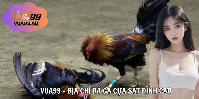 VUA99- Điểm đến chơi đá gà cựa sắt số 1